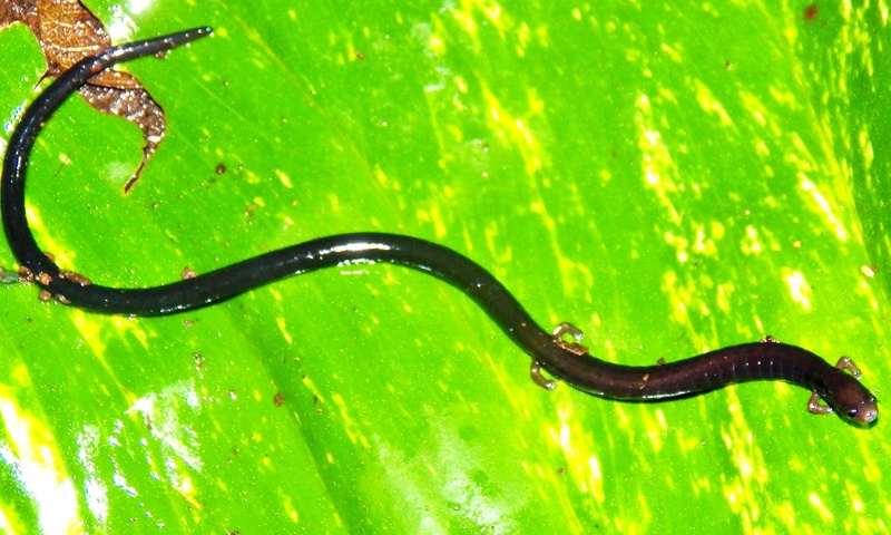 Oedipina salvadorensis