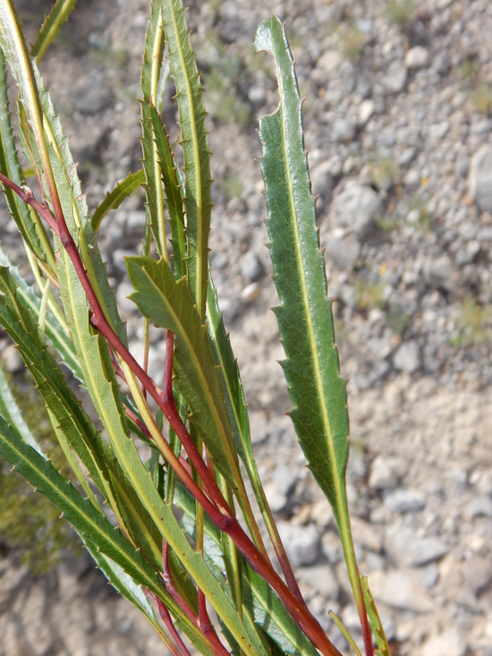 Vauquelina corymbosa ssp. angustifolia