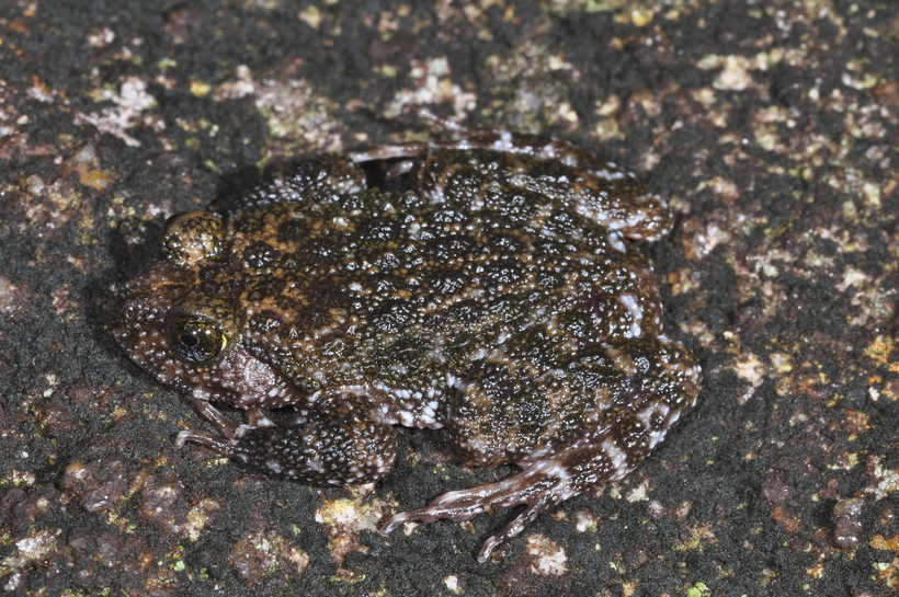 Nannophrys ceylonensis