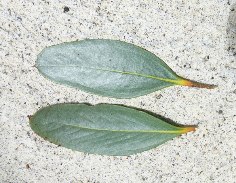 Corymbia lehmannii