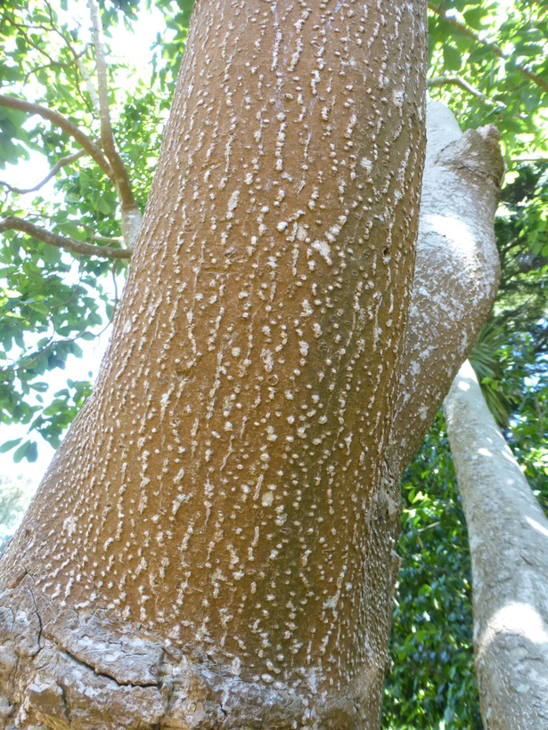Magnolia sargentiana