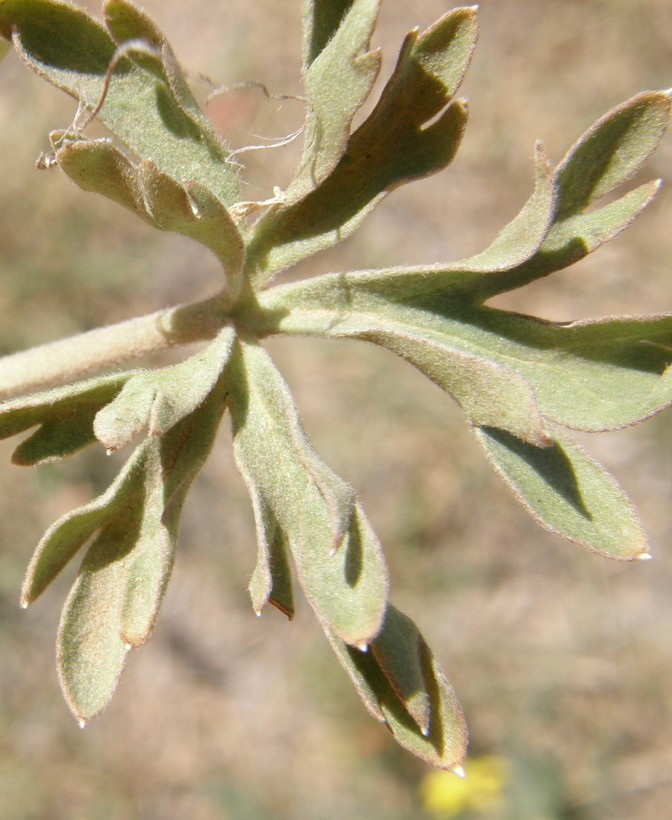 Delphinium wootonii
