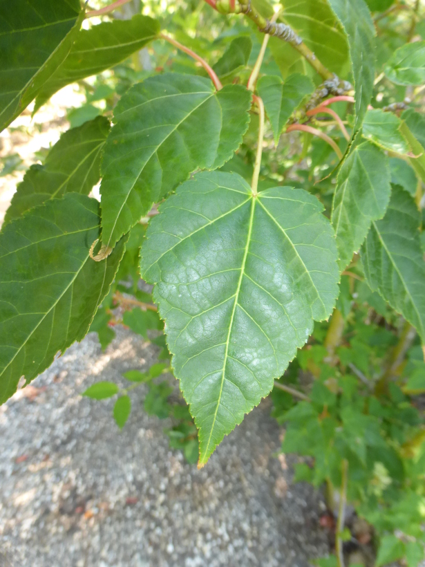 Acer maximowiczii