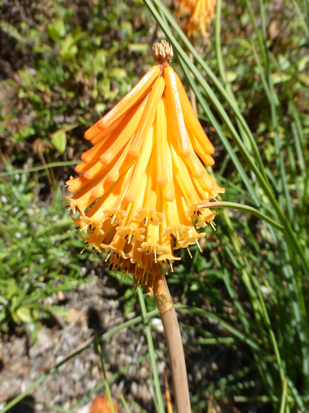 Kniphofia trangularis