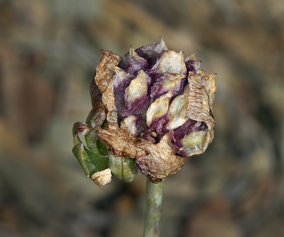 Ranunculus andersonii