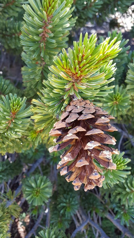 Pinus balfouriana ssp. balfouriana