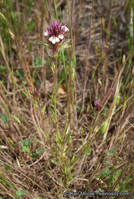 Castilleja densiflora ssp. gracilis