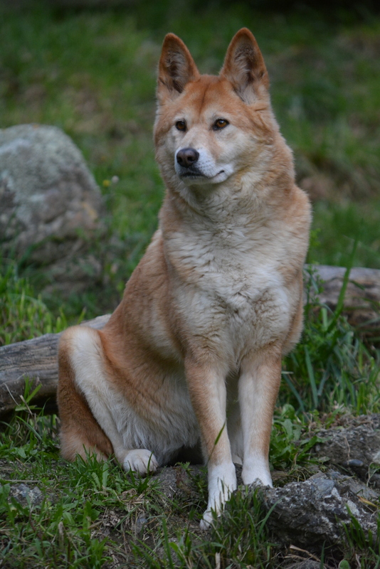Canis familiaris dingo