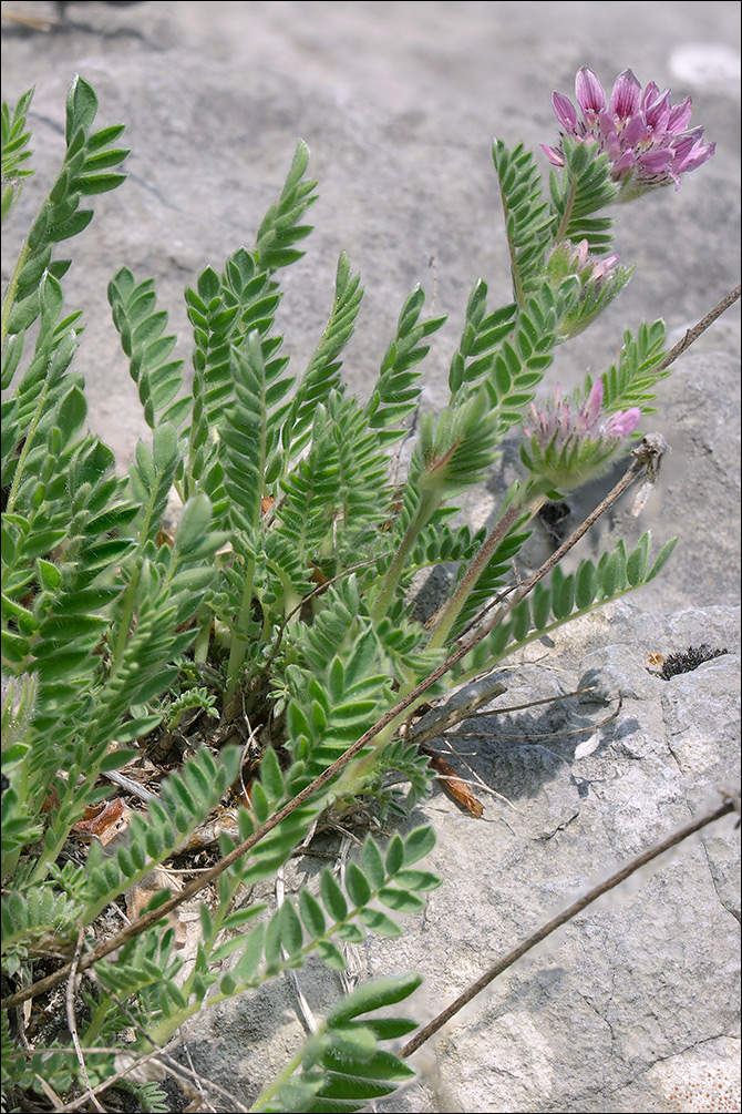 Anthyllis montana ssp. jacquinii