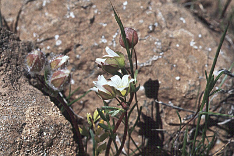 Limnanthes floccosa ssp. californica