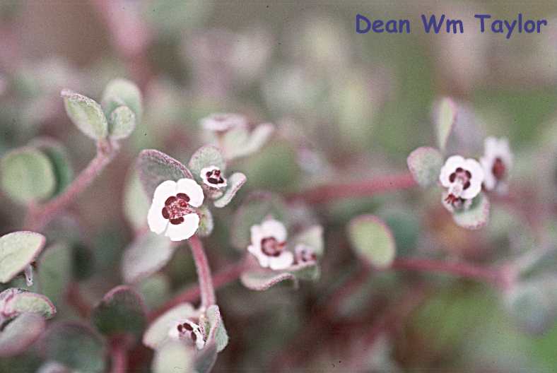 Euphorbia melanadenia