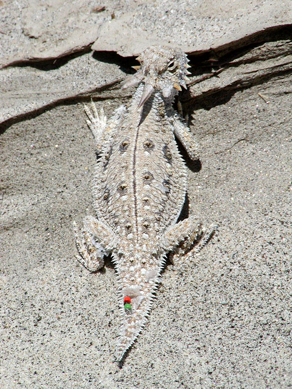 Phrynosoma mcallii Phrynosoma mcallii
