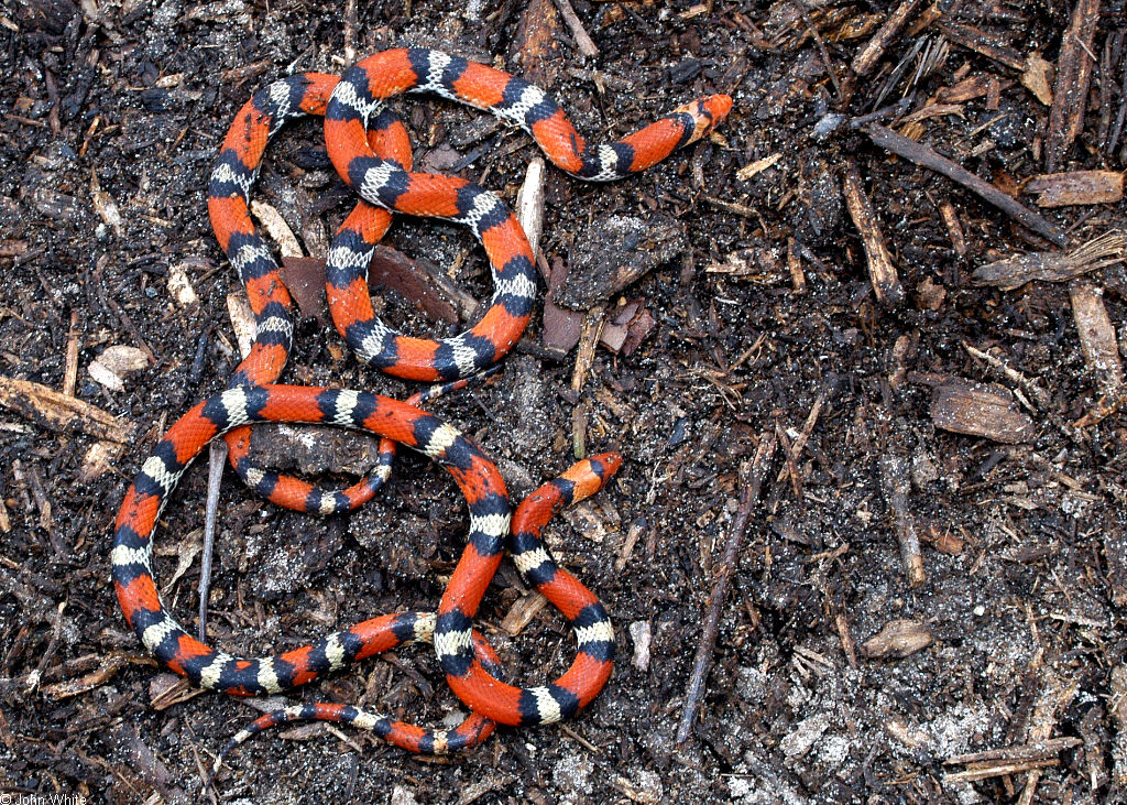 CalPhotos: Cemophora Coccinea; Scarlet Snake