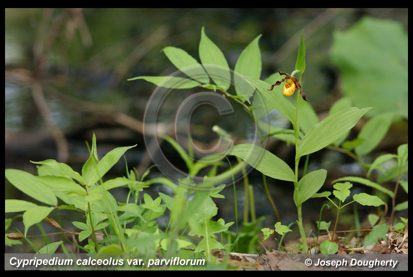 Cypripedium calceolus var. parviflorum