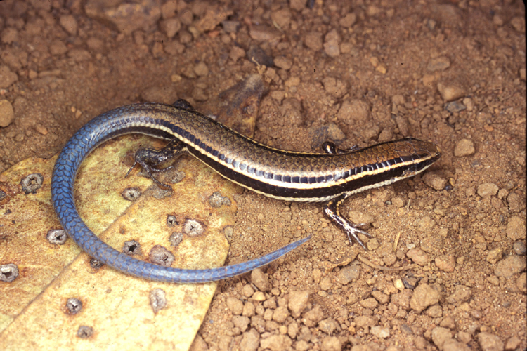Micrablepharus atticolus Micrablepharus atticolus