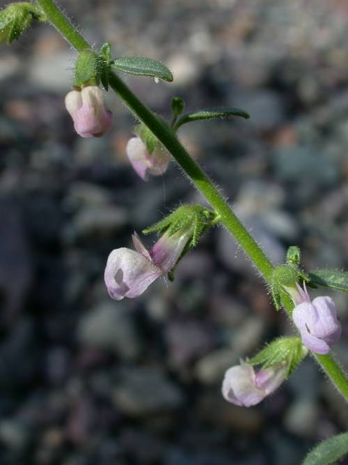 Antirrhinum vexillo-calyculatum ssp. breweri