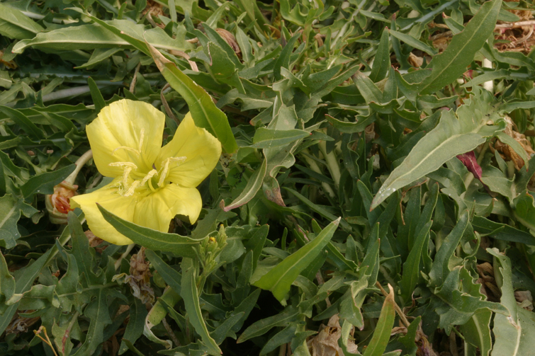 Oenothera flava