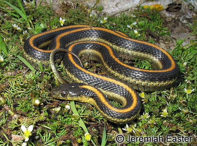 Thamnophis atratus zaxanthus Thamnophis atratus zaxanthus