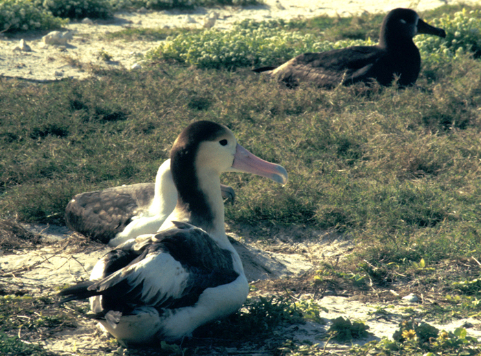 Phoebastria albatrus Phoebastria albatrus