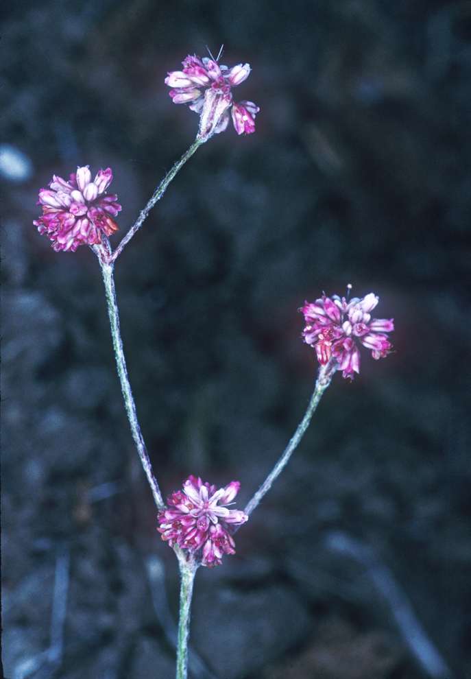 Eriogonum truncatum