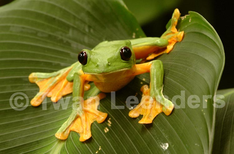 Agalychnis spurrelli Agalychnis spurrelli