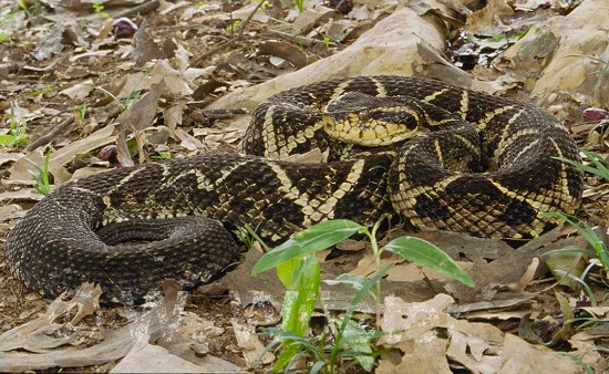 Bothrops jararacussu