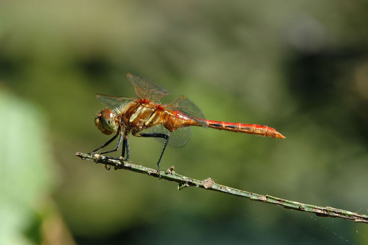 Sympetrum pallipes Sympetrum pallipes