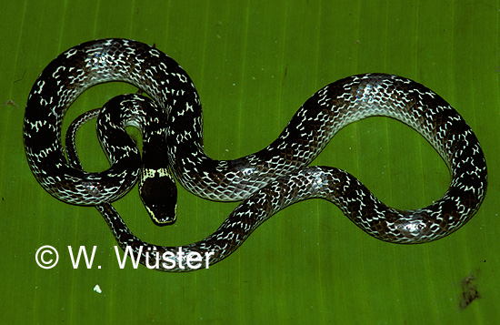 Lycodon capucinus Lycodon capucinus