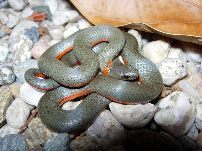 Diadophis punctatus vandenburgii Diadophis punctatus vandenburgii