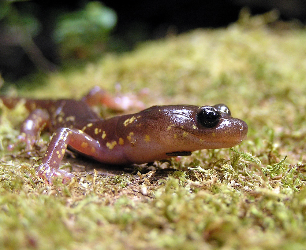 Aneides lugubris Aneides lugubris