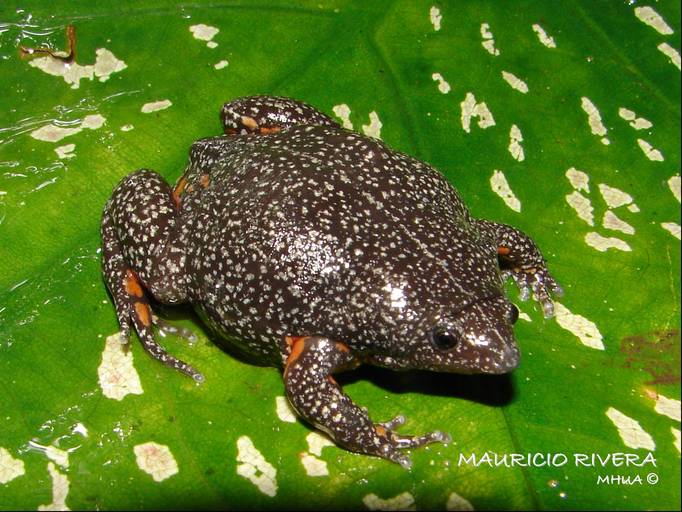 Elachistocleis pearsei Elachistocleis pearsei