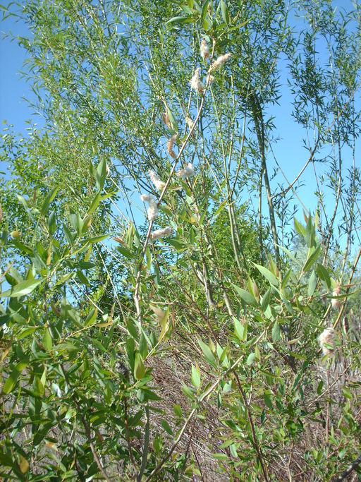 Salix rigida var. watsonii
