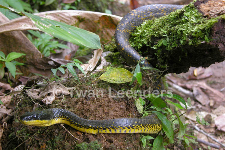 Pseustes poecilonotus Pseustes poecilonotus