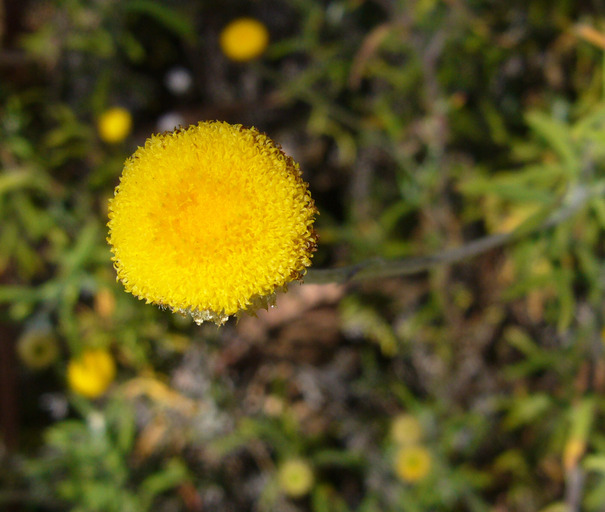 Helichrysum rutidolepis