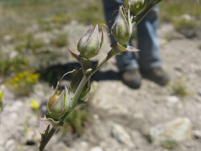 Linaria dalmatica ssp. dalmatica