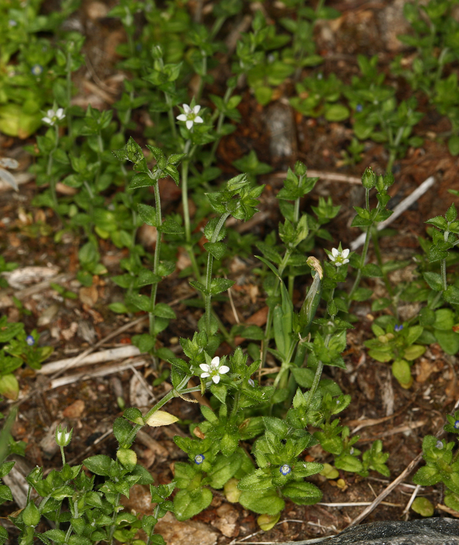 Arenaria serpyllifolia var. serpyllifolia