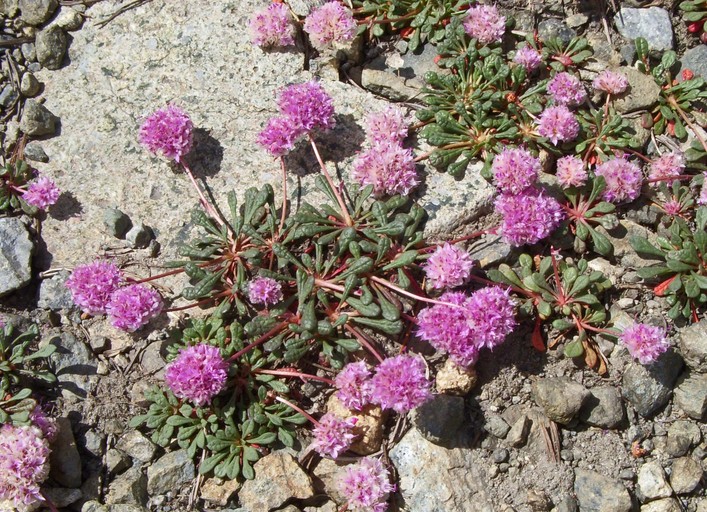 Calyptridium umbellatum Calyptridium umbellatum