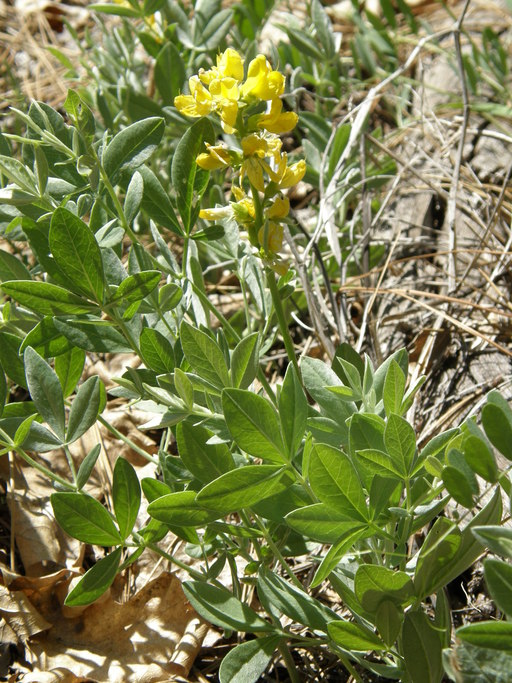 Thermopsis californica var. argentata