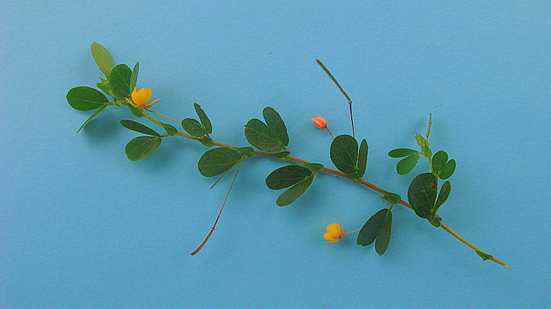 Chamaecrista rotundifolia var. rotundifolia
