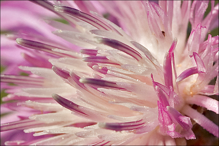 Centaurea pannonica