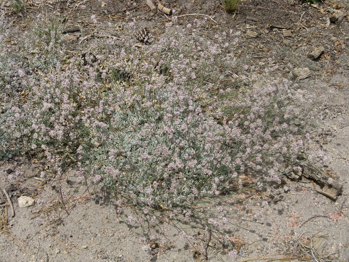 Eriogonum wrightii var. subscaposum