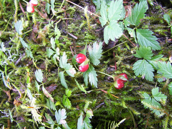 Rubus pedatus