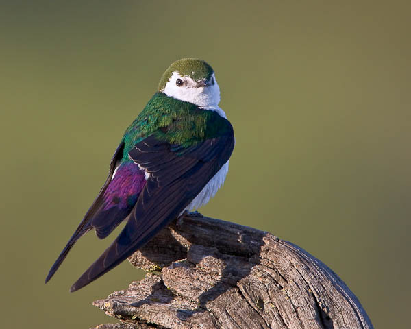 Tachycineta thalassina