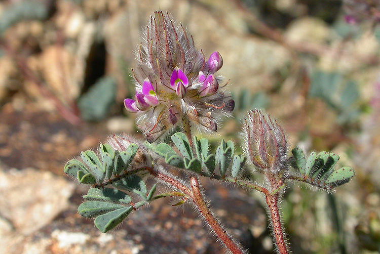 Dalea mollis