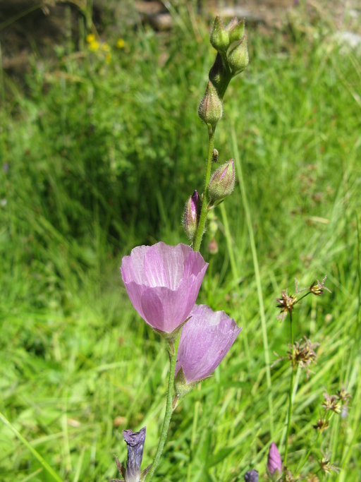 Sidalcea malviflora ssp. dolosa