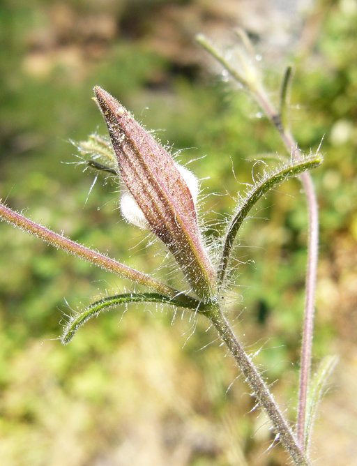 Cordylanthus pilosus ssp. hansenii