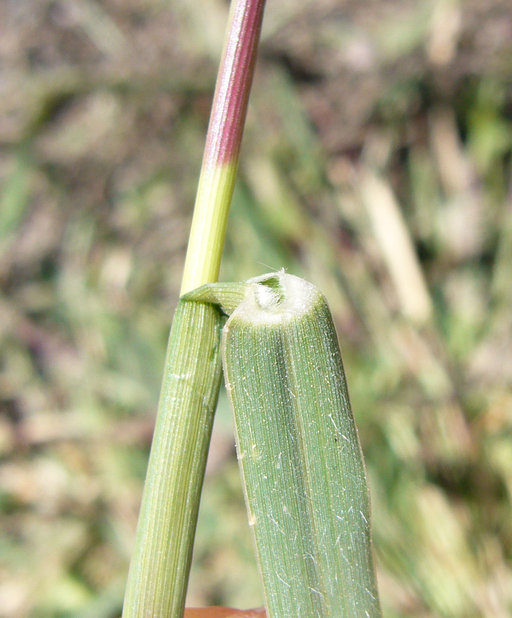 Crypsis schoenoides image