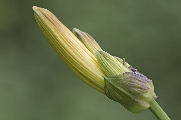 Hemerocallis middendorfii
