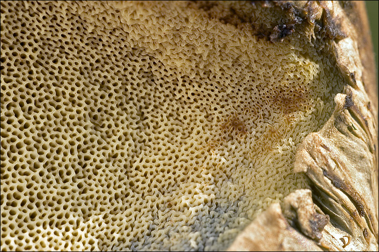 Boletus albidus