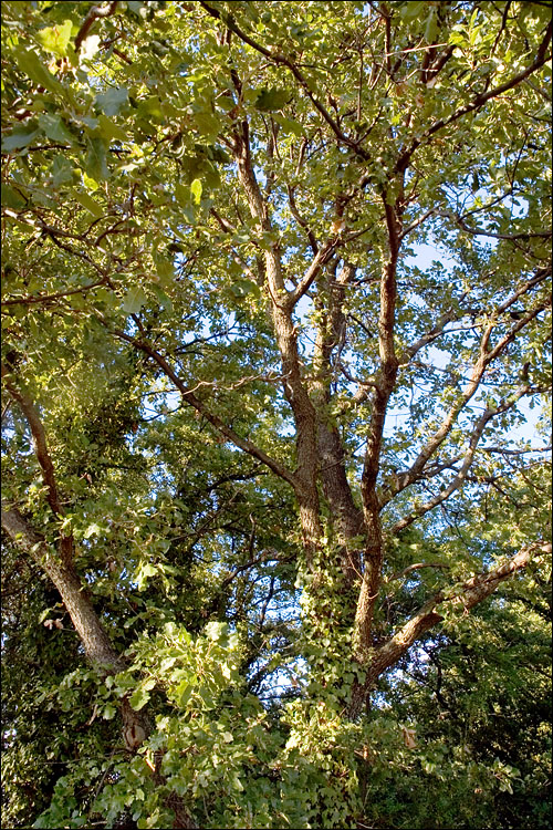 Quercus virgiliana